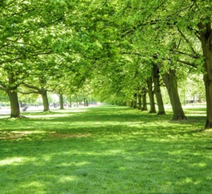 Stadtpark im Sommer